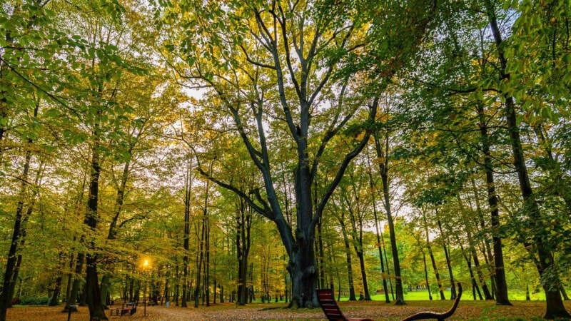 Knurów - Park NOT w Szczygłowicach